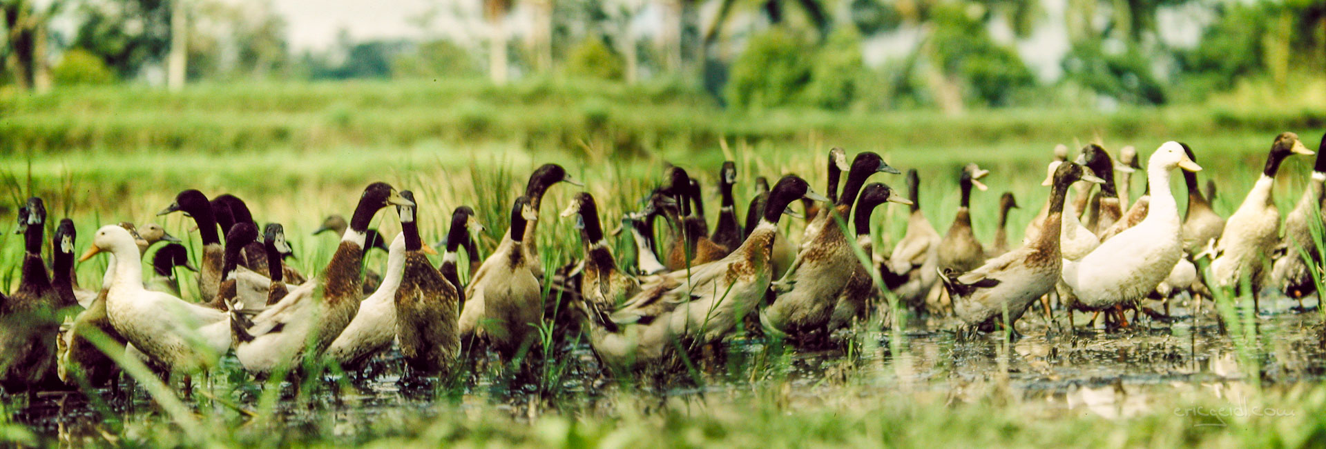 Indonesien,-Bali,-Enten-P.jpg