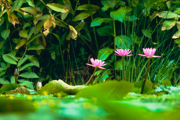 AMAZONAS_154.jpg AMAZONAS_154.jpg