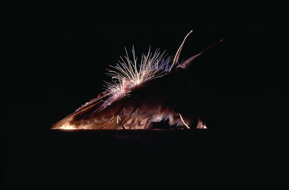 Brasilien,-Amazonas,-Schmetterling.jpg Brasilien,-Amazonas,-Schmetterling.jpg