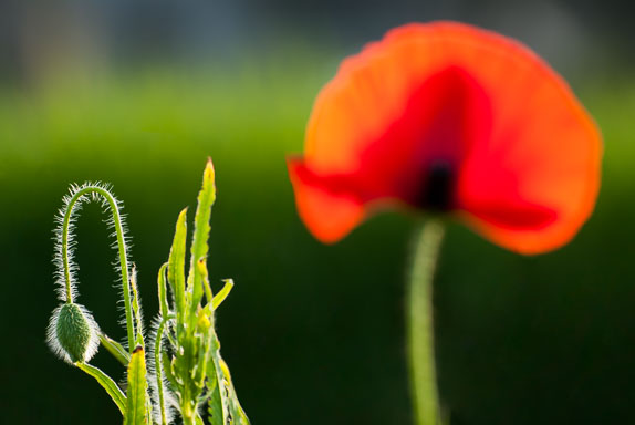 EGIMAGE_20070408180738_Italy_0172-Bearbeitet.jpg EGIMAGE_20070408180738_Italy_0172-Bearbeitet.jpg